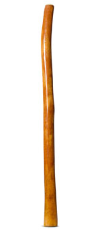 Gloss Finish Flared Didgeridoo (TW1409)